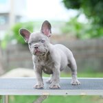 ตัวผู้สีไลแลค สีพิเศษหายาก ตาสีฟ้าสวย ใครชอบโทนนี้พลาดไม่ได้ค่ะ นอกจากสีสวยแล้วยังโครงสร้างดีเยี่ยมเลยค่ะ, ได้รับการฉีดวัคซีนรวมป้องกัน5โรค ,สุนัขร่างกายสมบูรณ์แข็งแรง สุขภาพจิตดีทุกตัว 092-9918888