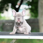 ตัวผู้สีไลแลค สีพิเศษหายาก ตาสีฟ้าสวย ใครชอบโทนนี้พลาดไม่ได้ค่ะ นอกจากสีสวยแล้วยังโครงสร้างดีเยี่ยมเลยค่ะ, ได้รับการฉีดวัคซีนรวมป้องกัน5โรค ,สุนัขร่างกายสมบูรณ์แข็งแรง สุขภาพจิตดีทุกตัว 092-9918888