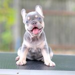 ตัวเมีย สีไลแลคแทน สีพิเศษ ลำตัวเป็นสีเทาสว่างเฉดไปทางสีเงิน นัยต์ตาสีฟ้า และมีตำแหน่งสีแทนที่ตำแหน่งขาทั้ง4ข้าง และมีคิ้วสีแทน สีนี้สวยเด่นเห็นแต่ไกล เป็นสง่าราศีคนจูง 0929918888