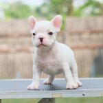 เพศผู้สีขาวครีม หน้าตาน่ารัก สายเลือดแชมป์ เหมือนยิ้มตลอดเวลา ใครกำลังหาลูกชายหล่อๆพลาดไม่ได้เลยค่า, ได้รับการฉีดวัคซีนรวมป้องกัน5โรค ,สุนัขร่างกายสมบูรณ์แข็งแรง สุขภาพจิตดีทุกตัว 092-9918888