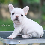 เพศผู้สีขาวครีม รูปทรงสวย ริงเกิลใหญ่ กระโหลกใหญ่ หุ่นเตี้ยตัน ดีกรีลูกไทยแชมป์ รับประกันไม่ผิดหวัง ,ทำวัคซีนถ่ายพยาธิเรียบร้อย ลูกสุนัขสุขภาพจิตดี สนใจติดต่อได้เลยค่ะ 0929918888