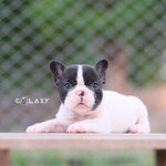 เฟรนช์บูลด็อกเพศเมีย เกรดสวย มาร์คกิ้งสวย หน้าสั้นๆ สายเลือดแชมป์ สถานะพร้อมย้ายบ้าน