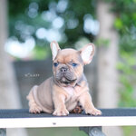 ตัวเมีย สีบลูเซเบิ้ล ตาสีฟ้า สีหายาก ทรงสวย เตี้ยตัน ขาสั้นกระดูกใหญ่ , ได้รับการฉีดวัคซีนรวมป้องกัน5โรค , ถ่ายพยาธิตามกำหนด ก่อนการส่งมอบ , มีบริการส่งน้องต่างจังหวัด , สุนัขร่างกายสมบูรณ์แข็งแรง สุขภาพจิตดีทุกตัว 092-991-8888