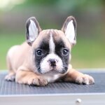 เพศเมียสีฟร้อนต์ หน้าตาน่ารัก นิสัยขี้อ้อน ราคาไม่แพง สถานะพร้อมย้ายบ้าน ,ทำวัคซีนถ่ายพยาธิเรียบร้อย ลูกสุนัขสุขภาพจิตดี สนใจติดต่อได้เลยค่ะ 0929918888