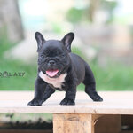 เพศเมีย สีดำติดลายเสือน้อยๆ ขนเงาสวย หน้าใหญ่ โครงสร้างหนา ริงเกิลเส้นใหญ่ ร่างกายสมบูรณ์แข็งแรง พร้อมย้ายบ้าน, ได้รับการฉีดวัคซีนรวมป้องกัน5โรค ,สุนัขร่างกายสมบูรณ์แข็งแรง สุขภาพจิตดีทุกตัว 092-9918888 สำเนา