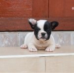 เฟรนช์ชี่น้อย เพศเมีย มาร์คกิ้งหน้ากาก หน้าตาน่ารัก