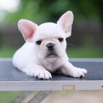 เพศผู้ สีครีมสว่าง หัวโต หน้าหวาน พิกเม้นปากสวย มีสเน่ เห็นแล้วหลงรักแน่นอน ใครอยากได้ของดี ติดต่อเราได้นะคะ