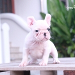 สาวน้อยหน้าสวย สไตล์ย่นๆ ริงเกิลใหญ่ ใครชอบแนวนี้ ติดต่อได้เลยค่ะ หน้าสวยๆแบบนี้หายากค่ะ