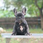 เด็กหญิง สีดำลายเสือ หน้าตาน่ารัก สายเลือดดี สถานะพร้อมย้ายบ้าน, ได้รับการฉีดวัคซีนรวมป้องกัน5โรค ,สุนัขร่างกายสมบูรณ์แข็งแรง สุขภาพจิตดีทุกตัว 092-9918888