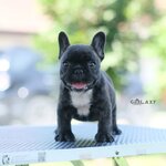 ลูกสาว ดำลายเสือ ยิ้มเก่ง อารมณ์ดี หน้าตาน่ารักมากๆ อยู่ใกล้ๆแล้วรู้สึกสดใสกับไปรอยยิ้มน้องแน่นอนค่ะ และน้องตัวนี้มีดีกรีเป็นถึงลูกไทยแลนด์แชมป์ค่ะ น้องทำวัคซีนถ่ายพยาธิเรียบร้อย สถานะพร้อมย้ายบ้าน สนใจติดต่อได้เลยค่ะ