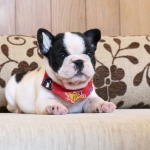 เด็กชายไตตั้น เฟรนช์บูลด็อกตัวผู้ เกรดสวยพิเศษ