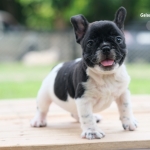 หนุ่มน้อย สีขาวดำ มีเอกลักษณ์หัวดำทั้งหัว (หายาก) และมีถุงเท้าสีดำ1ข้าง ใครอยากได้เฟรนช์มีสวยๆและมีเอกลักษณ์ติดต่อได้ค่า