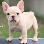 เพศเมีย สีครีมเข้ม หน้าตาน่ารัก หน้าสั้นสวย สายเลือดดี ,โตมาสวยแน่นอน , ได้รับการฉีดวัคซีนรวมป้องกัน5โรค ,สุนัขร่างกายสมบูรณ์แข็งแรง สุขภาพจิตดีทุกตัว 092-9918888