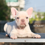 เพศเมีย สีครีมสว่าง ตาสีฟ้า หน้าสั้น ขนสีเงาสวย ปากสีชมพู นิสัยขี้อ้อน สุขภาพสมบูรณ์แข็งแรง ของดีมีน้อยนะคะ ถ้าเห็นแล้วต้องรีบหน่อย