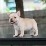 ตัวเมียสีครีม หัวโต หน้ากว้าง ตัวสั้น หุ่นเตี้ยตันสวยโครงสร้างดี ใครกำลังมองหาตัวเมียที่สวยๆเหมือนตัวผู้แนะนำตัวนี้เลยค่ะ , ได้รับการฉีดวัคซีนรวมป้องกัน5โรค ,สุนัขร่างกายสมบูรณ์แข็งแรง สุขภาพจิตดีทุกตัว 092-9918888