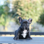 เด็กชายฮอคกี้ สีดำลายเสือ เกรดสวย หน้าใหญ่ ริงเกิลสวย หัวโตๆ ดีกรีลูกไทยแลนด์แชมป์ ทำวัคซีนถ่ายพยาธิเรียบร้อย สนใจติดต่อได้เลยค่ะ