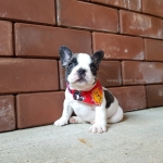 พุดดิ้ง