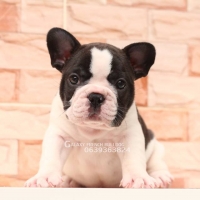 ร้านGALAXY FRENCHBULLDOG