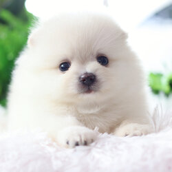 ปอมเมอเรเนียน เพศเมียสีขาวครีม