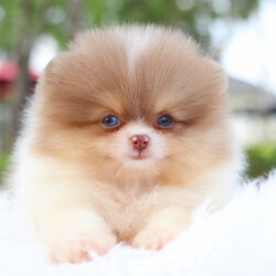 ปอมเมอเรเนียน เพศผู้สีแฟนซีช็อคโกแลต