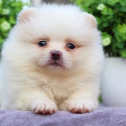 ปอมเมอเรเนียน เพศผู้