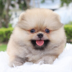 ปอมเมอเรเนียน เพศผู้ สีส้ม เกรดโชว์