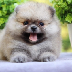 ปอมเมอเรเนียน เพศเมีย