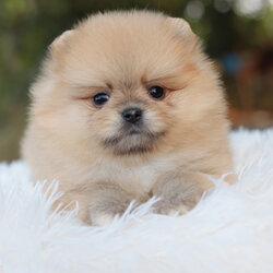 ปอมเมอเรเนียน เพศเมียสีส้ม