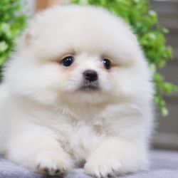 ปอมเมอเรเนียน เพศผู้