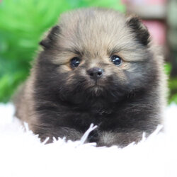 ปอมเมอเรเนียน เพศผู้ สีส้ม