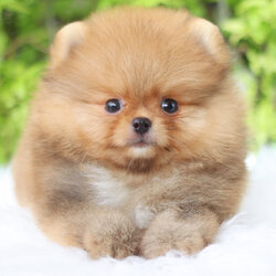 ปอมเมอเรเนียน เพศผูั สีส้ม เกรดโชว์