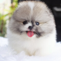 ปอมเมอเรเนียน เพศผู้สีแฟนซีเกรดโชว์