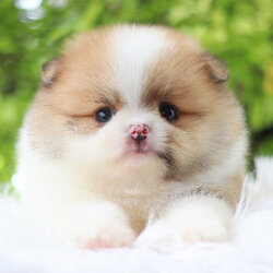 ปอมเมอเรเนียน เพศเมียสีแฟนซี เกรดโชว์