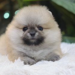 ปอมเมอเรเนียน เพศเมียสีส้มหน้าตุ๊กตา