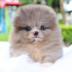 ปอมเมอเรเนียน เพศเมียสีเมอร์เร่