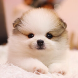 ปอมเมอเรเนียน เพศเมียสีแฟนซีเกรดโชว์