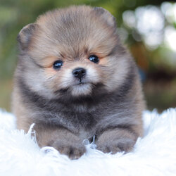 ปอมเมอเรเนียน เพศผู้สีส้ม หน้าตุ๊กตา