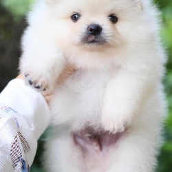 ปอมเมอเรเนียน เพศผู้