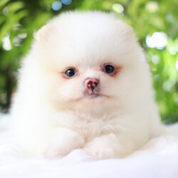 ปอมเมอเรเนียน เพศเมียสีขาวครีม