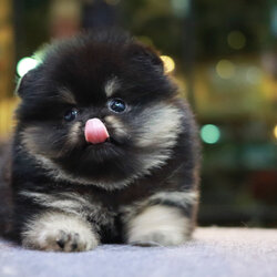 ปอมเมอเรเนียน เพศผู้ แบล็คแทน