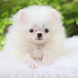 ปอมเมอเรเนียน เพศเมียสีขาวทีคัพ