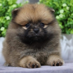 ปอมเมอเรเนียน เพศเมีย