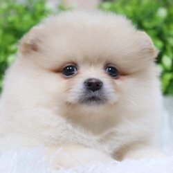 ปอมเมอเรเนียน เพศเมีย