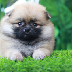 ปอมเมอเรเนียน เพศเมียสีส้ม