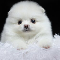 ปอมเมอเรเนียน เพศผู้ ขาวครีม