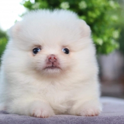 ปอมเมอเรเนียน เพศเมีย