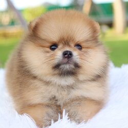 ปอมเมอเรเนียน เพศเมียสีส้มเกรดโชว์