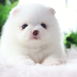 ปอมเมอเรเนียน เพศผู้สีขาว