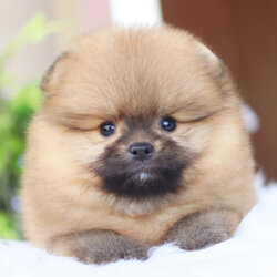 ปอมเมอเรเนียน เพศผู้ สีส้ม