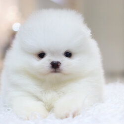 ปอมเมอเรเนียน เพศเมียสีขาวเกรดโชว์